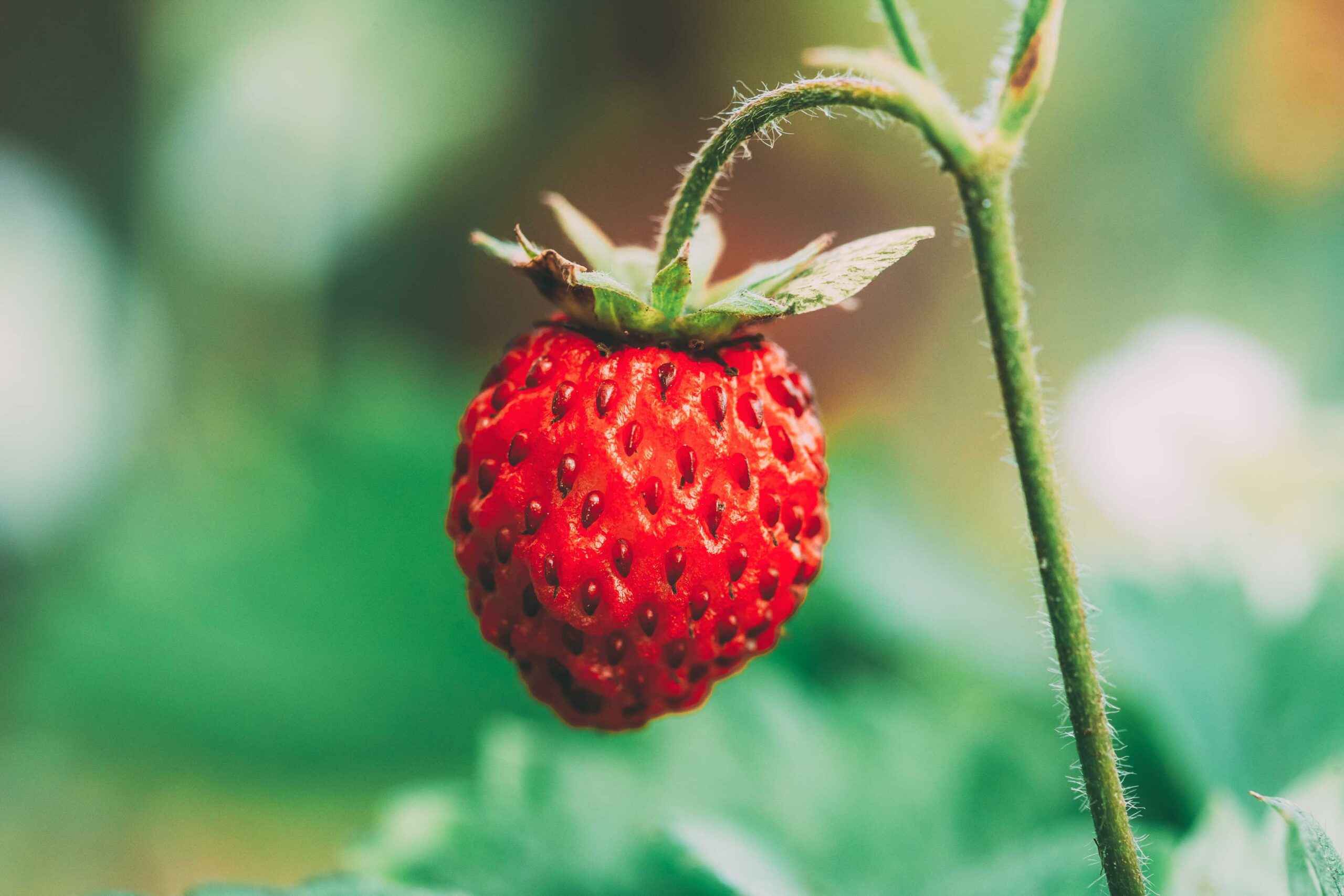 thehrobserver-hrobserver-strawberry
